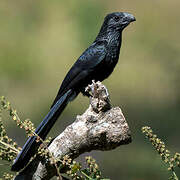 Groove-billed Ani