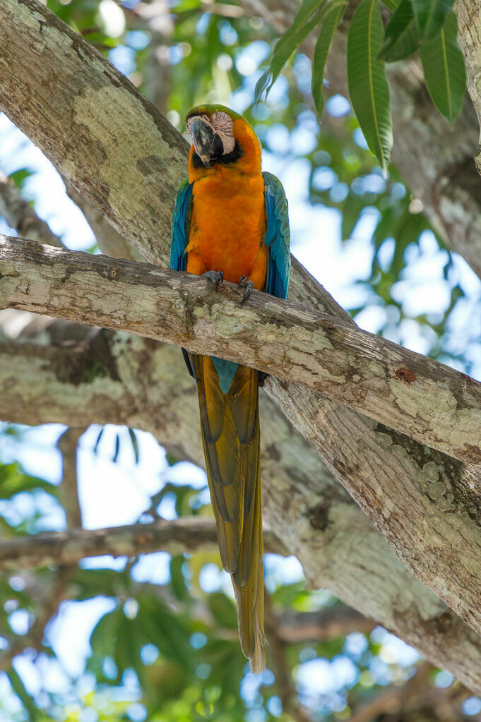 Blue-and-yellow Macaw