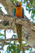 Blue-and-yellow Macaw