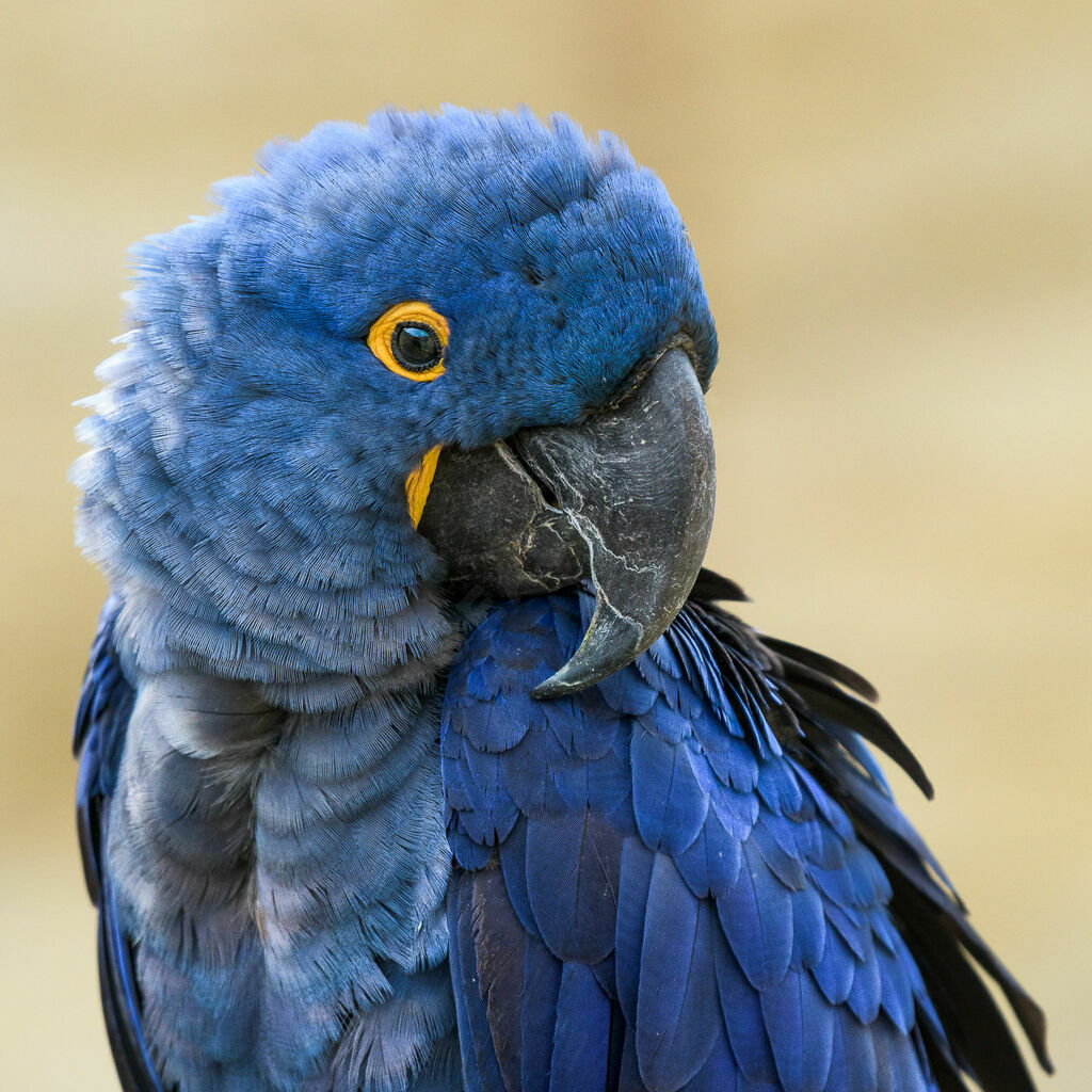 Hyacinth Macaw