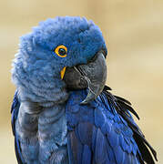 Hyacinth Macaw