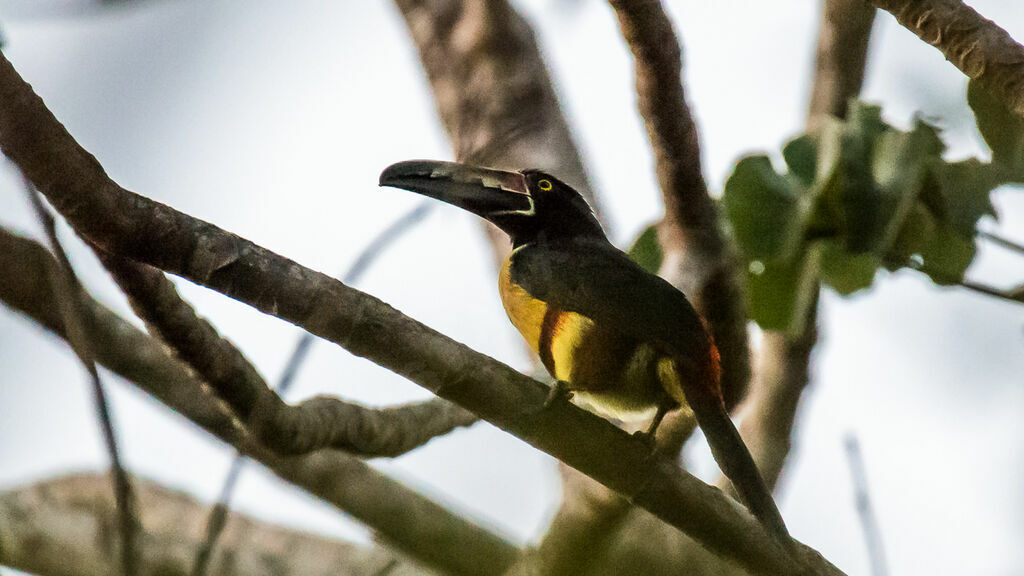 Collared Aracari