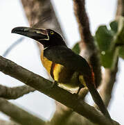 Collared Aracari