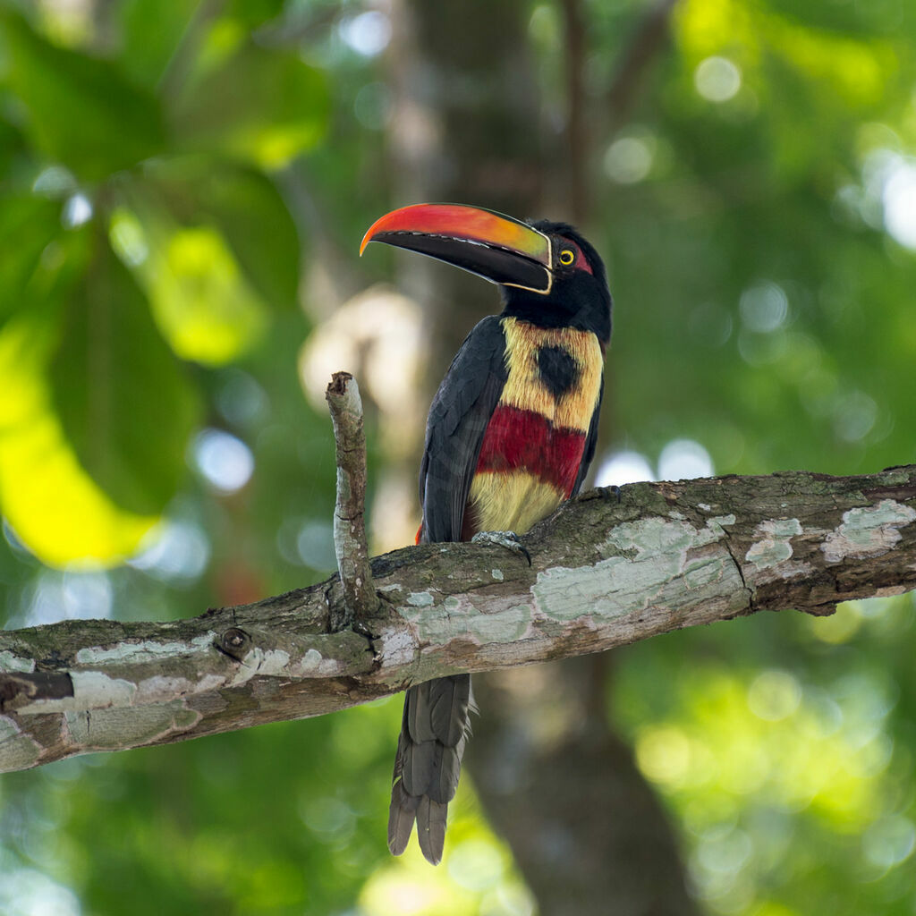 Fiery-billed Aracari