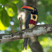 Fiery-billed Aracari