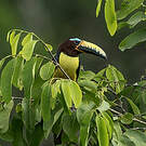 Araçari de Humboldt
