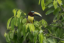 Araçari de Humboldt