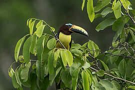 Araçari de Humboldt