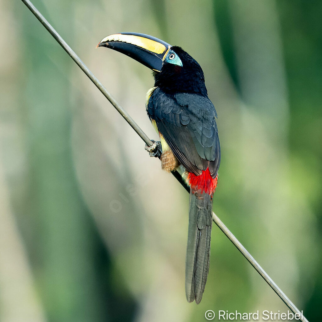 Many-banded Aracari