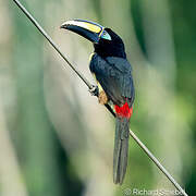 Many-banded Aracari