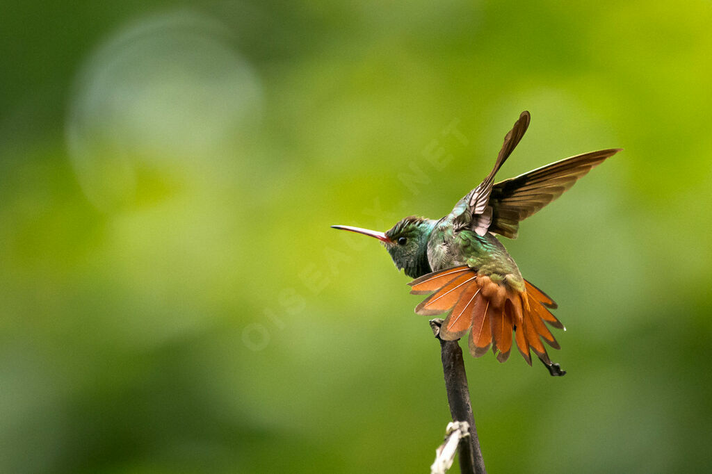 Rufous-tailed Hummingbird