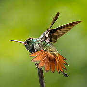 Rufous-tailed Hummingbird