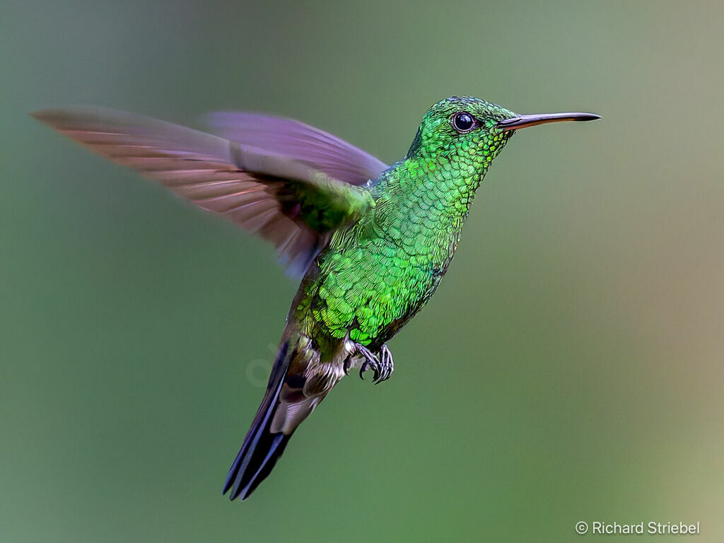 Steely-vented Hummingbird