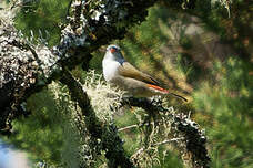 Astrild à joues noires