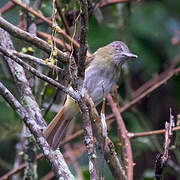 Bright-rumped Attila