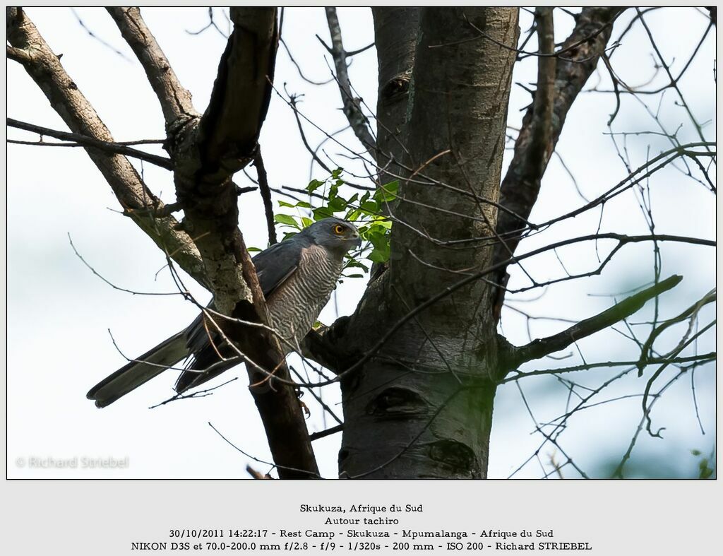 African Goshawk