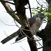 African Goshawk