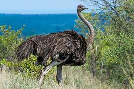 Common Ostrich