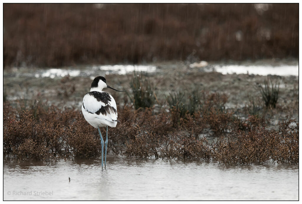 Avocette élégante