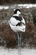 Avocette élégante