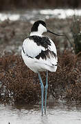 Pied Avocet