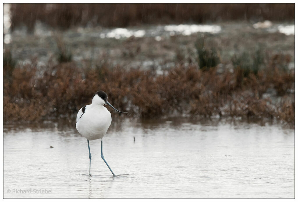 Pied Avocet