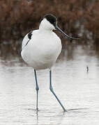 Avocette élégante