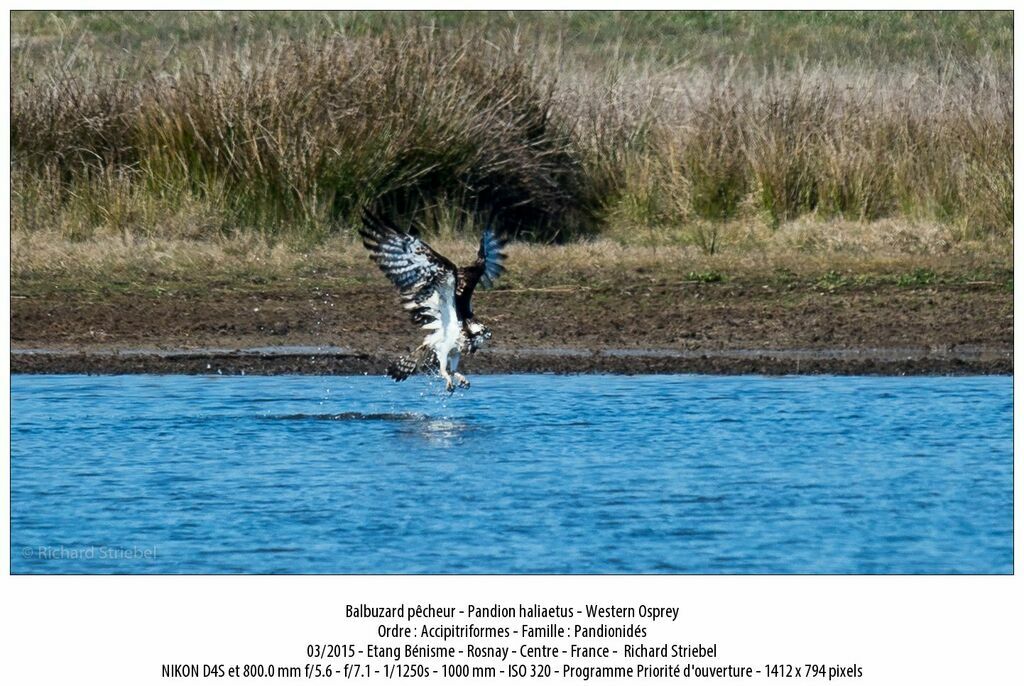 Western Osprey