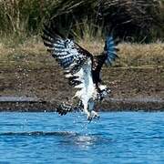 Western Osprey