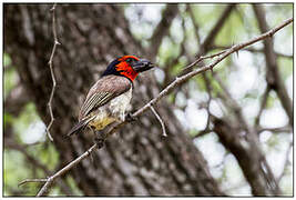 Black-collared Barbet