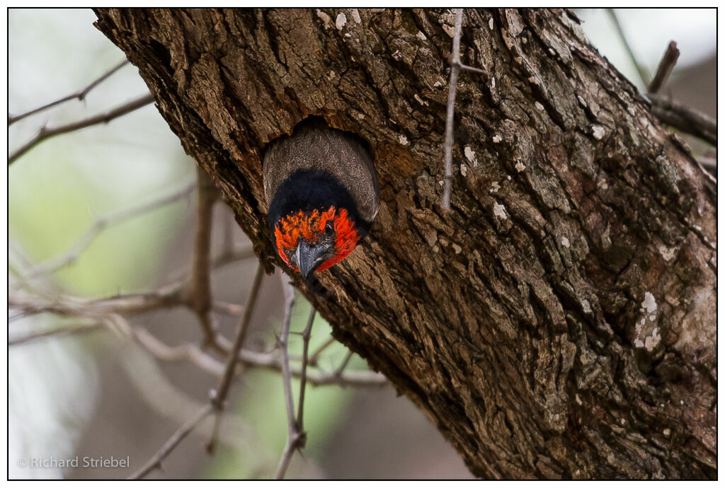 Black-collared Barbet