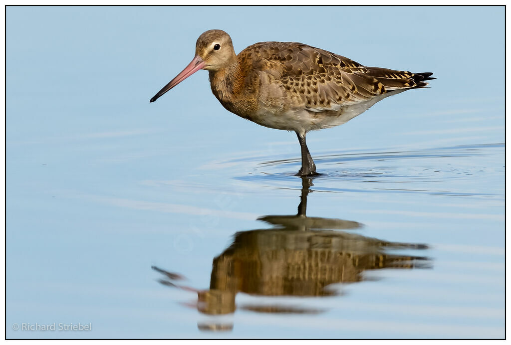 Black-tailed Godwit