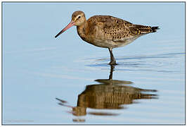 Black-tailed Godwit