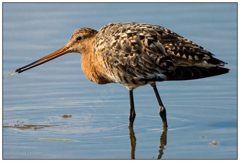 Black-tailed Godwit