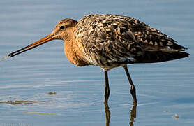 Black-tailed Godwit