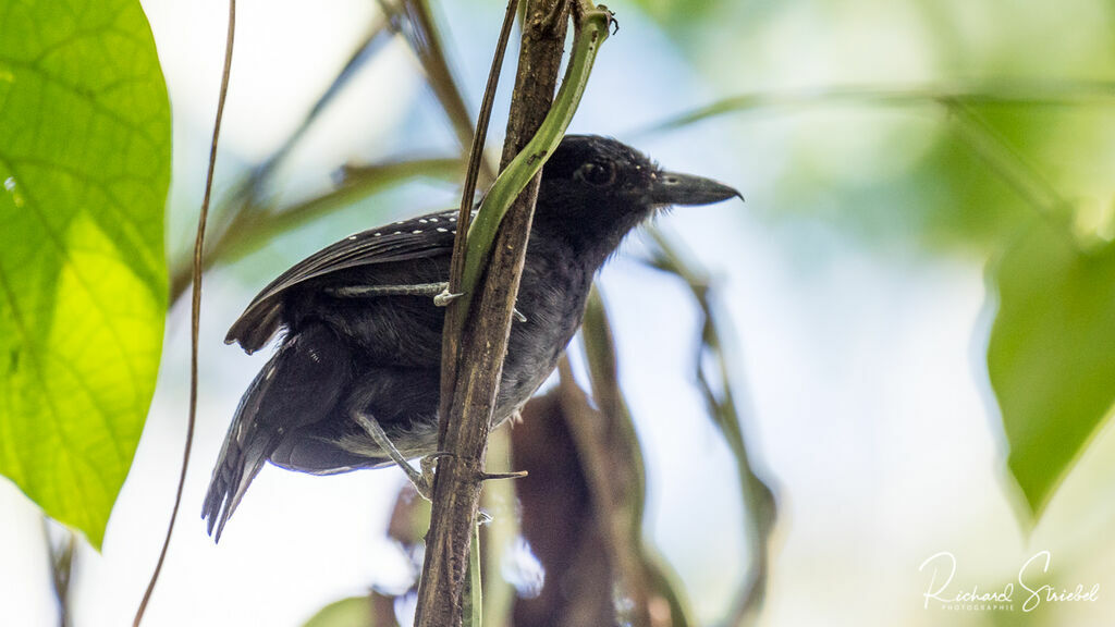 Black-hooded Antshrike