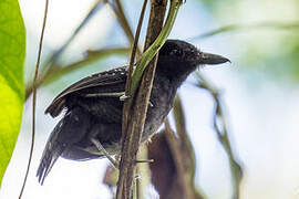 Black-hooded Antshrike