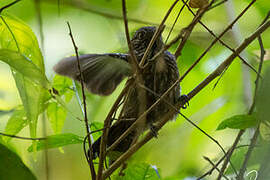 Barred Antshrike