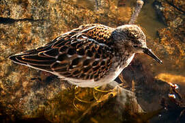 Least Sandpiper