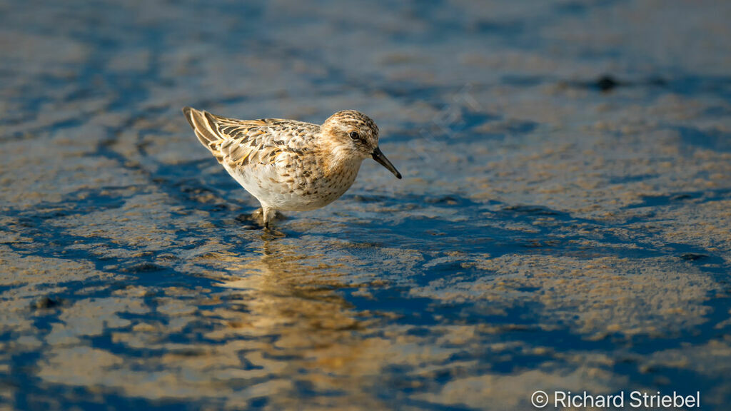 Little Stint