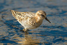 Little Stint