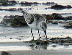 Bécasseau sanderling