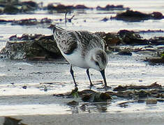 Sanderling