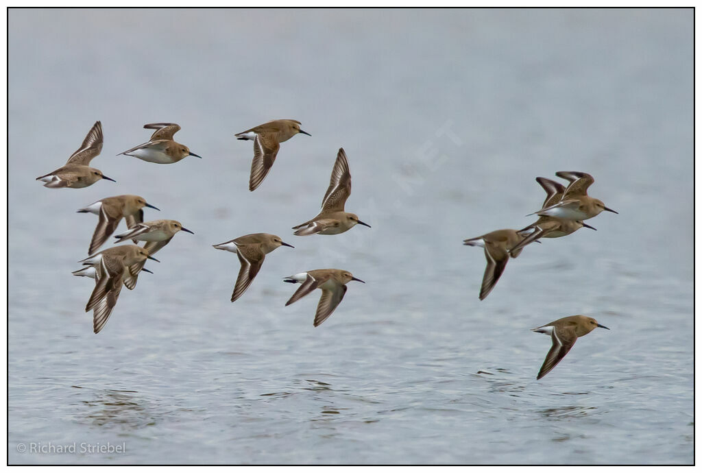 Dunlin