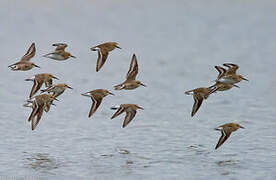 Dunlin