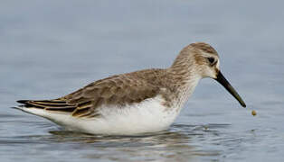 Dunlin