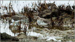 Dunlin