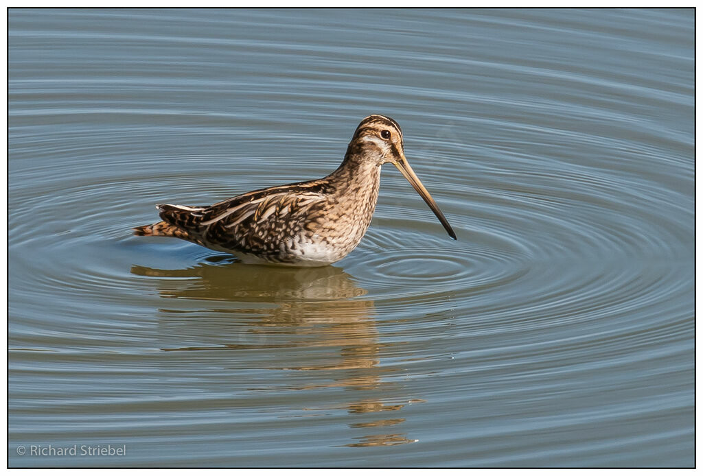 Common Snipe