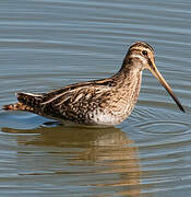 Common Snipe