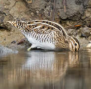 Common Snipe